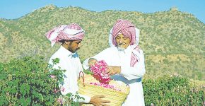 ماجرای خبر «ثبت گل‌محمدی به‌نام عربستان» چیست؟