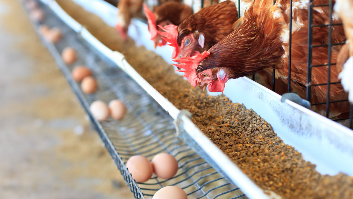 بحران نهاده‌ها ادامه دارد؛ صنعت مرغ تخم‌گذار از دولت اقدام مؤثر ندید