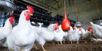 کمبود ذرت و سویا؛ آیا وعده ۷۰ هزار تن نهاده میتواند بحران مرغ را مهار کند؟ کمبود ذرت و سویا؛ آیا وعده ۷۰ هزار تن نهاده میتواند بحران مرغ را مهار کند؟