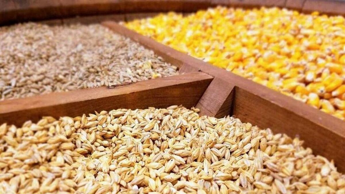 نهاده‌های دامی وارداتی از امروز به شرکت پشتیبانی دام تحویل می‌شود