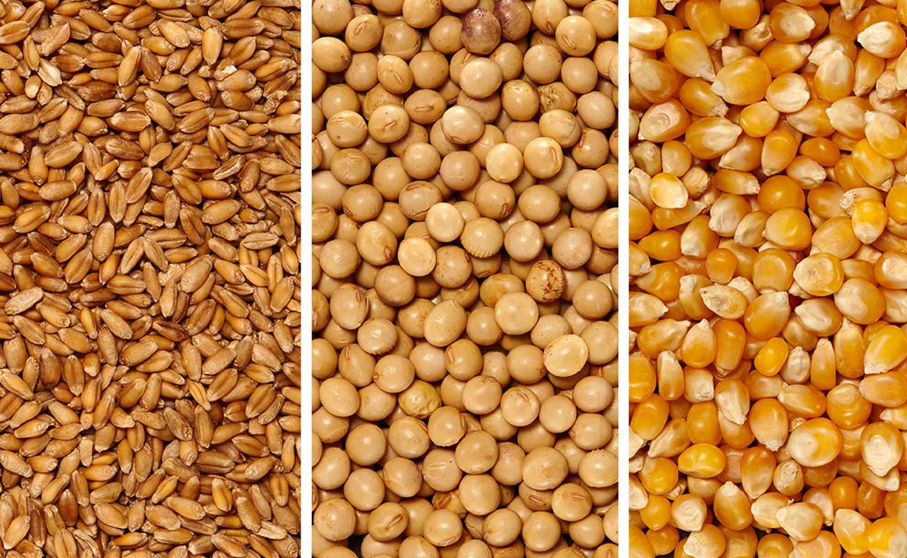 نهاده‌های دامی و آزمون مدیریت ارزی؛ آیا بازار تاب می‌آورد؟