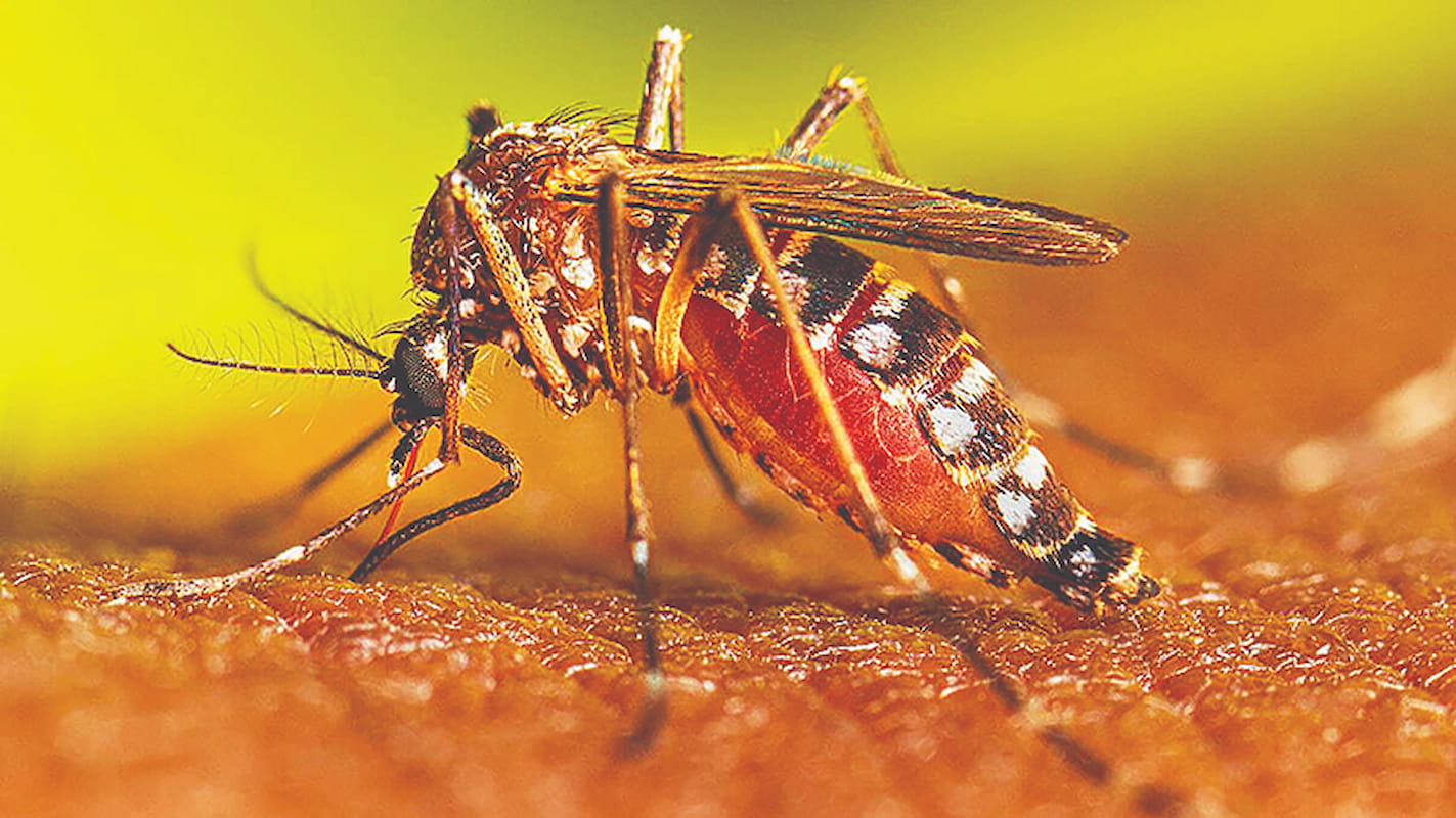 هشدار گسترش تب‌دنگی