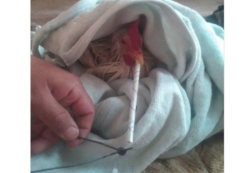 استفاده از مواد مخدر در پرورش طیور: آیا تریاک راه‌حلی برای افزایش وزن است؟