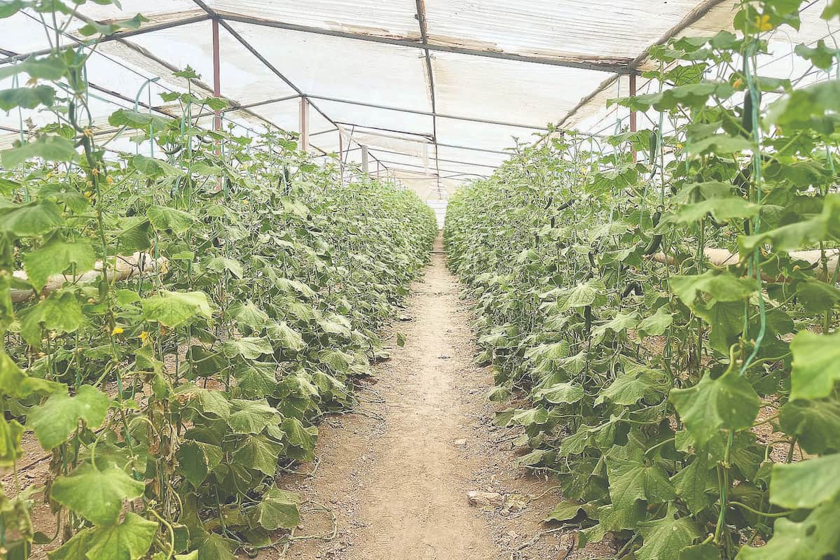 کلید مغفول توسعه