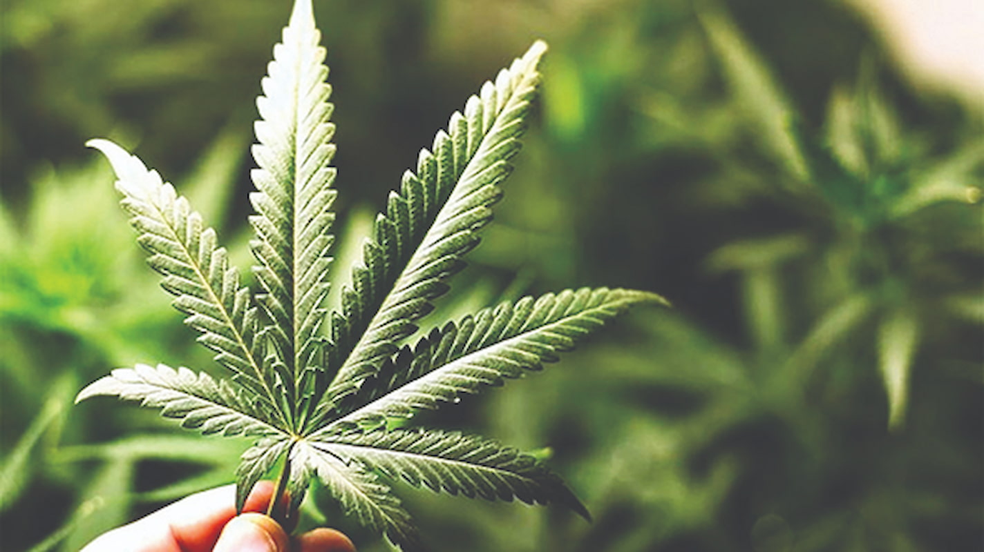 «گل» حتی از «حشیش» هم ویران‌کننده‌تر است