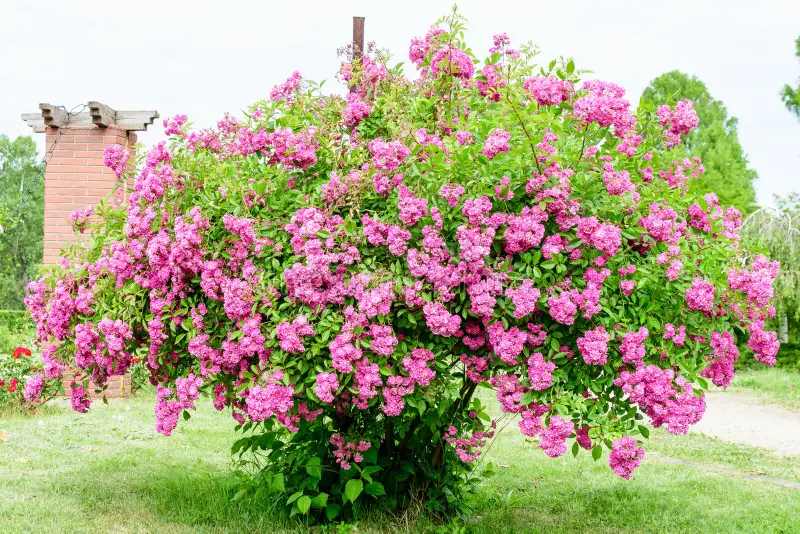 وقتی سنت‌ها هویت می‌سازند: طائف، کاشان، و نبرد نامرئی برای ثبت جهانی گل محمدی