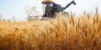 کاهش ۵۰۰ هزارهکتاری کشت گندم نسبت به سال قبل