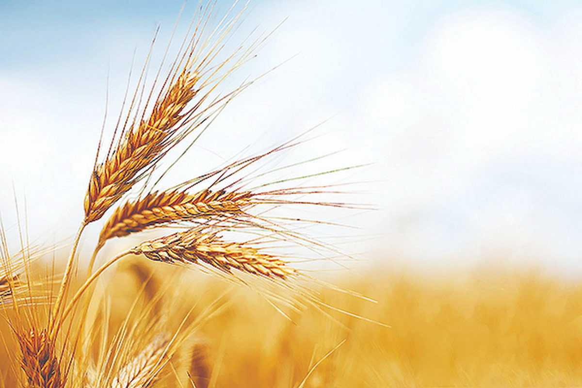 افزایش فشار بر قیمت جهانی گندم