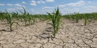 تغییر اقلیم و بحران امنیت غذایی: کدام محصولات در معرض خطرند؟ تغییر اقلیم و بحران امنیت غذایی: کدام محصولات در معرض خطرند؟