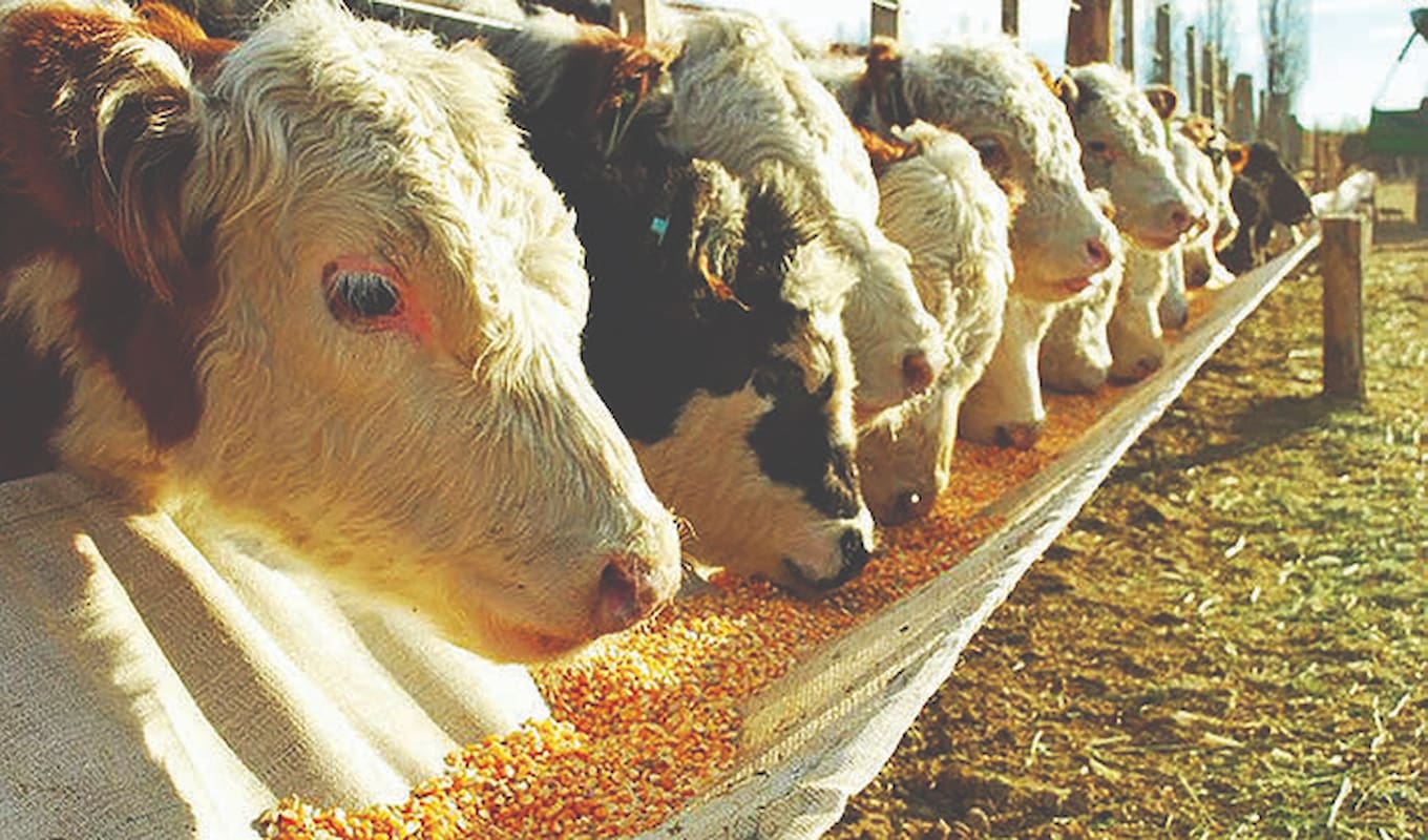 ایران از ۱۵ کشور ذرت دامی می‌خرد