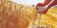ایران امسال چقدرگندم خرید؟