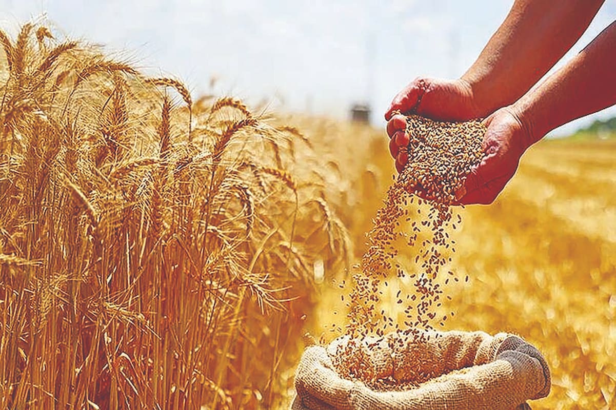 ایران امسال چقدرگندم خرید؟