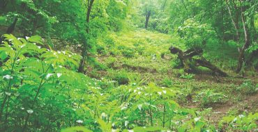 بحران دیرزیستی! بحران دیرزیستی!