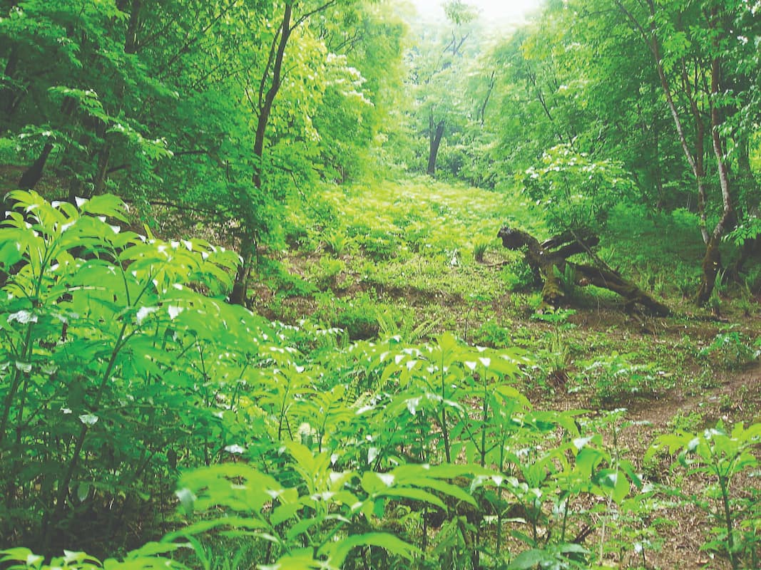 بحران دیرزیستی!