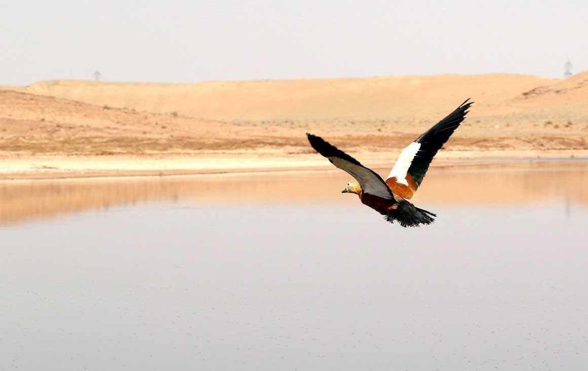 نقش حیاتی تالاب‌ها در کنترل گردوغبار: چرا باید به آن‌ها توجه کنیم؟