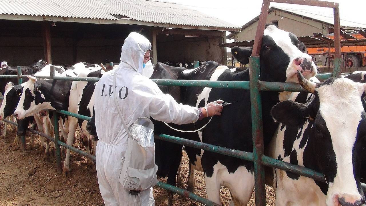 تغییر رفتار ویروس تب برفکی؛ زنگ خطری برای دامداری‌های ایران