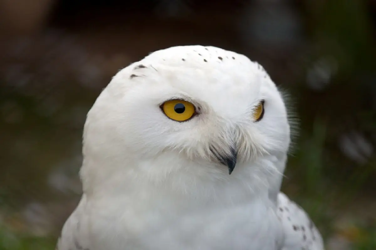 دهه‌ها حضور جغدهای برفی در شمال سوئد پایان یافت