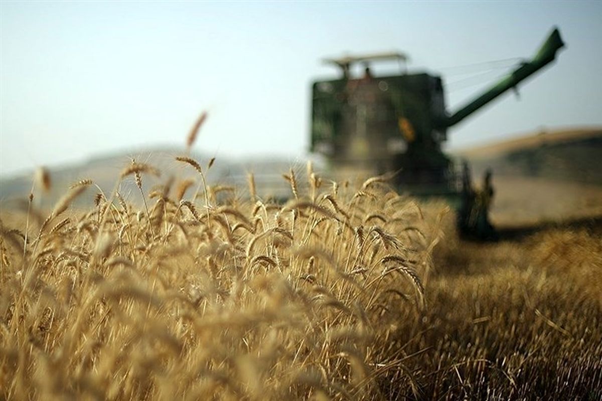 محدودیت کشت گندم اجرایی می‌شود؟ ؛ خشکسالی کشاورزی ایران را نابود کرد؟