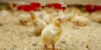 قیمت جوجه یک روزه کاهش یافت؛ تولید مرغ شب عید در معرض خطر