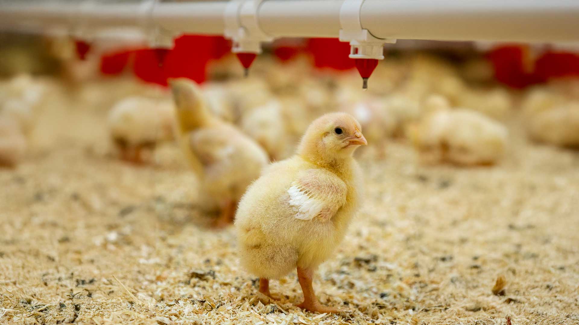 قیمت جوجه یک روزه کاهش یافت؛ تولید مرغ شب عید در معرض خطر