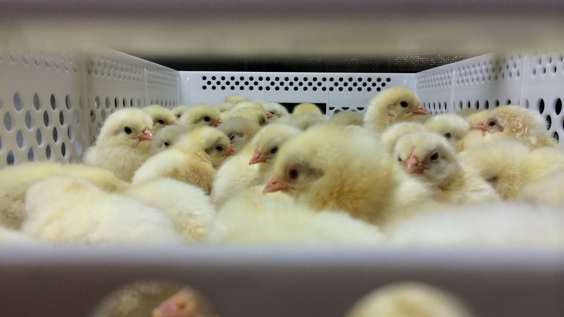 فروریختن قیمت جوجه یکروزه؛ آیا سناریوی بحران ۱۴۰۱ دوباره تکرار می‌شود؟