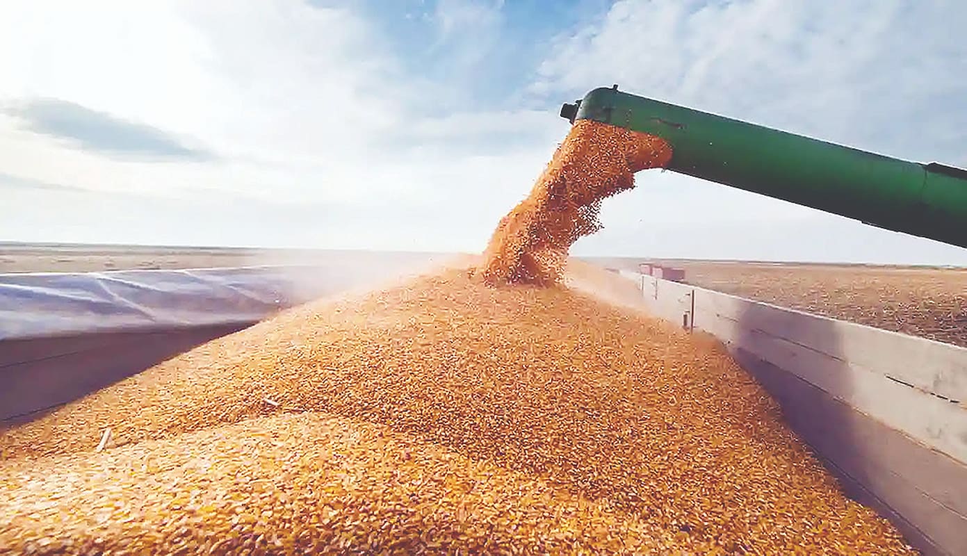 حرکت کشاورزان به سمت کشت دانه‌های روغنی