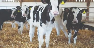 دامپروری در گذار دامپروری در گذار