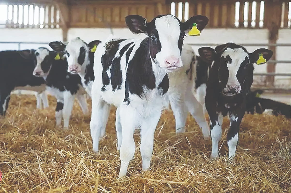 دامپروری در گذار