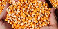 بارگیری ذرت نهاده‌های دامی ؛ توزیع در مرغداری ها به زودی آغاز می شود
