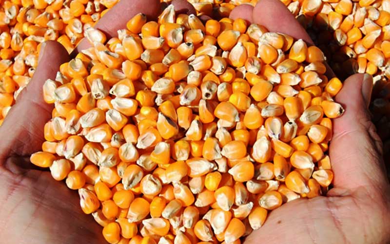 بارگیری ذرت نهاده‌های دامی ؛ توزیع در مرغداری ها به زودی آغاز می شود