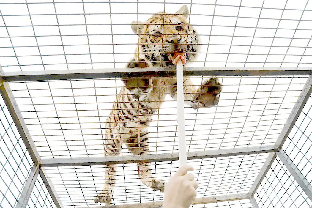 تخریب جنگل هیرکانی و مرگ ونداد؛ بسیج مردم علیه سافاری الیمالات