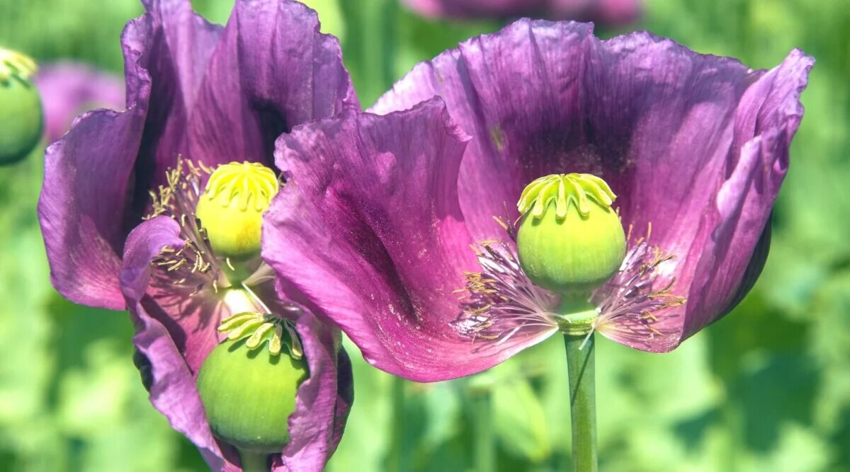 آینده داروی مخدر ایران: وقتی گیاه پژوهشی جایگزین کشت سنتی می‌شود