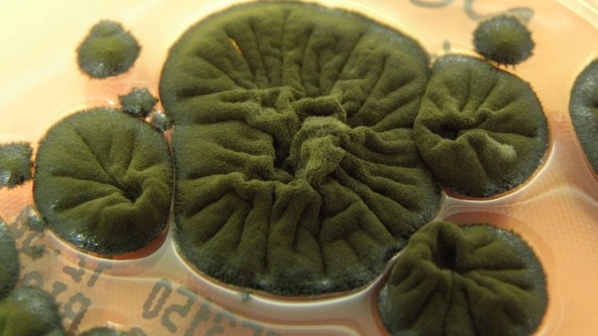 قارچ چرنوبیل؛ مهمان سیاه‌رنگی که مرگ را به سوخت زندگی تبدیل می‌کند