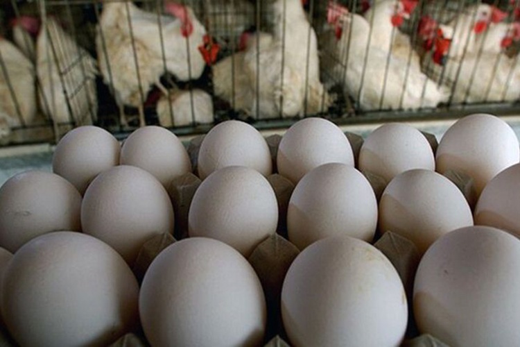 قیمت تخم‌مرغ به ۹۰ هزار تومان رسید؛ مرغداران نگران آینده تولید