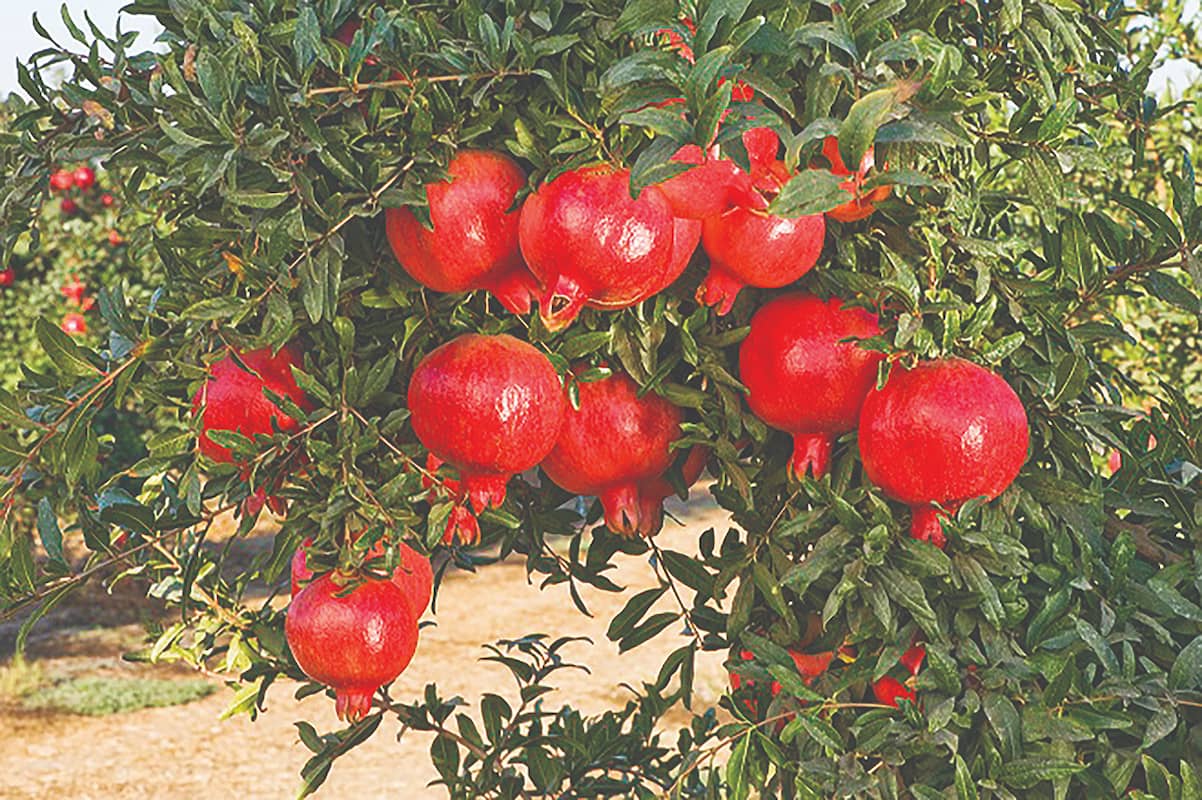 مرگ تدریجی یک برند ملی