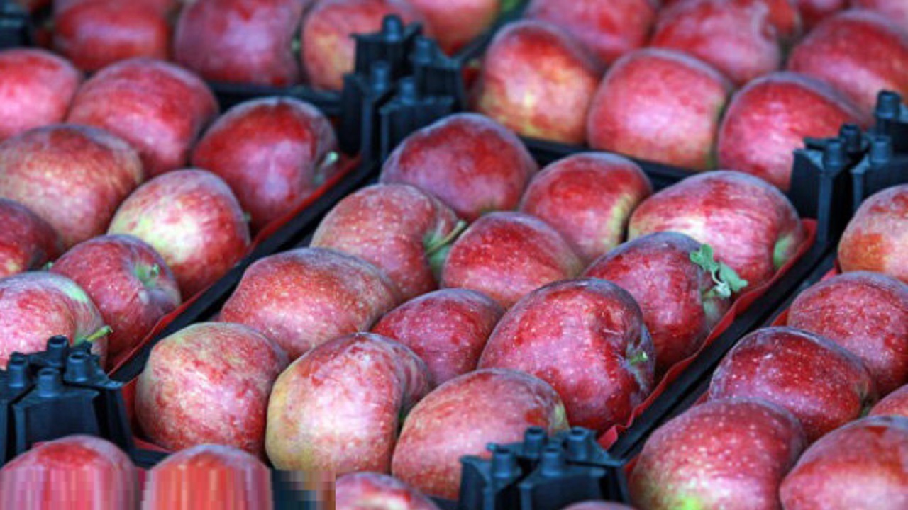 برومندی خبر داد: بازار میوه وارد فاز کنترل کامل شد