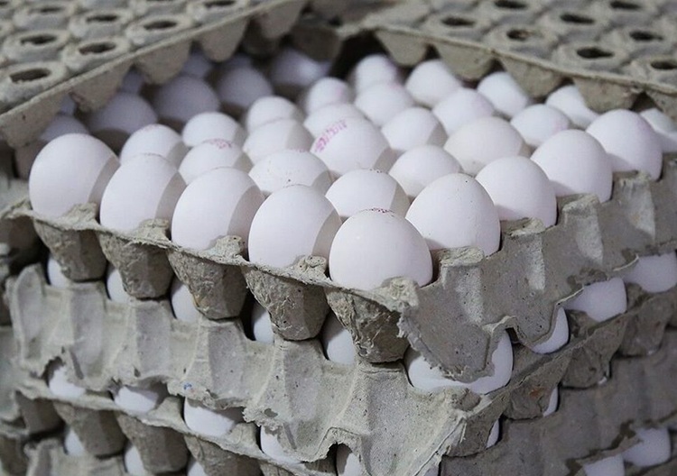 بازار تخم مرغ در شرایط بحرانی؛ تولید تابع عرضه نهاده‌های دامی است