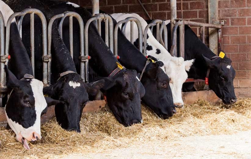 نهاده‌های دامی با سازوکار تازه توزیع می‌شوند؛ پرداخت آنی ۹۰ درصد وجه به واردکنندگان