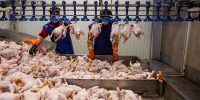 بازار آماده شوک تازه؛ مرغ کیلویی ۴۰۰ هزار تومان در راه است
