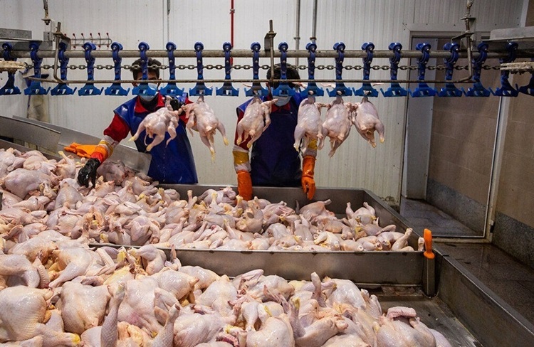 بازار آماده شوک تازه؛ مرغ کیلویی ۴۰۰ هزار تومان در راه است