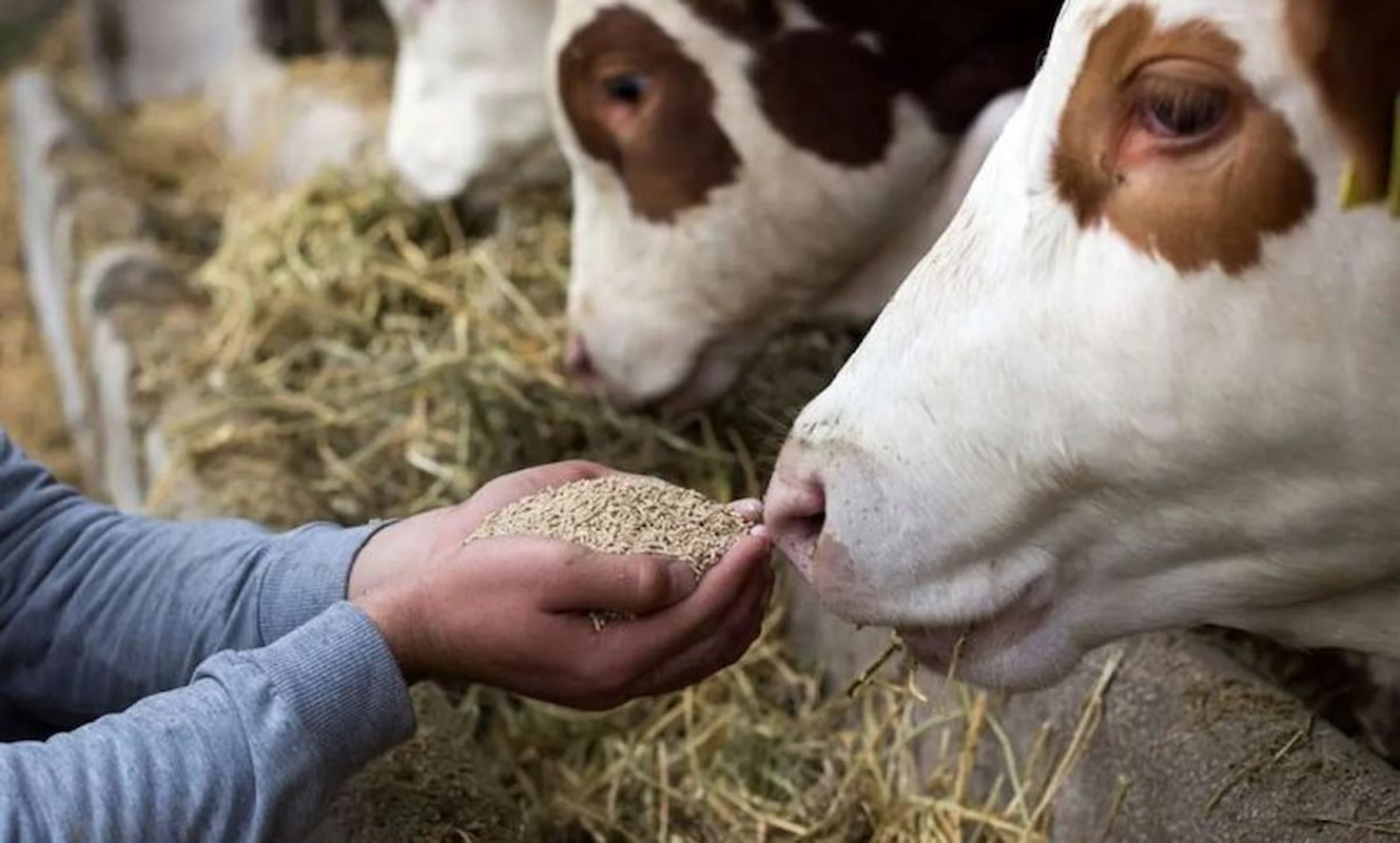 نوسان قیمت دام ادامه دارد