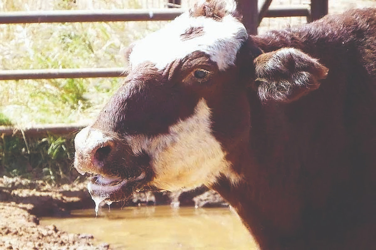 وعده واردات ۲‌میلیون‌دُز واکسن تب‌برفکی