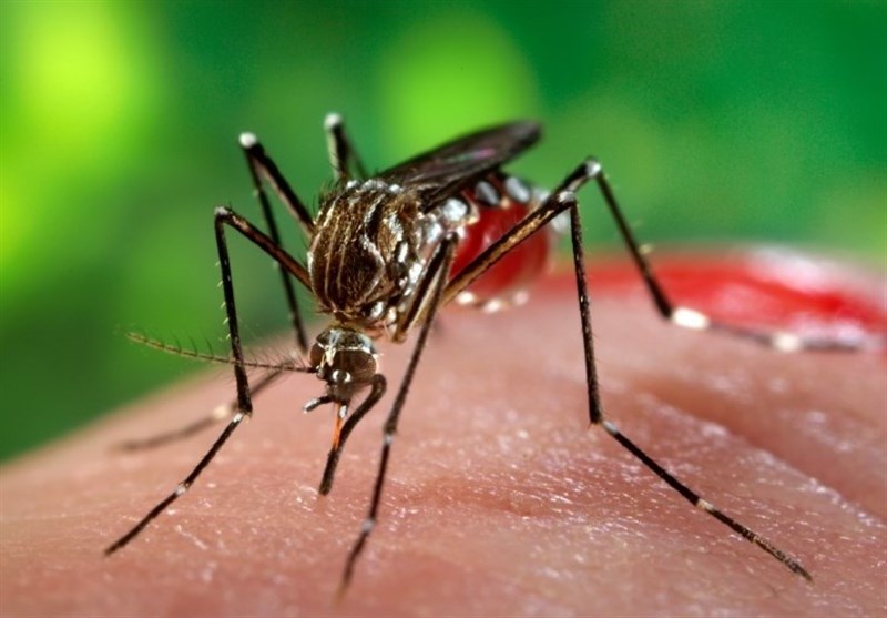 تعداد مبتلایان به تب دنگی در ایران به ۱۱۰۷ نفر رسید