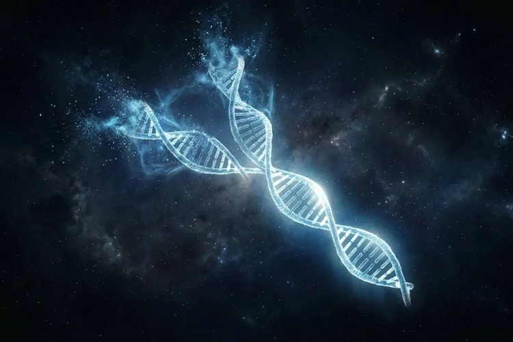 آغاز پایان مردان؟؛ آنچه تحقیقات جدید درباره کروموزوم Y می‌گویند