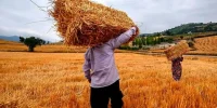 مدیرعامل بنیاد گندم‌کاران؛ نرخ خرید تضمینی گندم اعلام شد+جزئیات