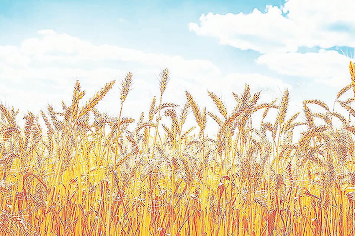 دلار گندم ۲۸‌هزار و ۵۰۰‌تومانی می‌ماند