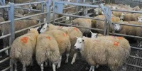 سقوط قیمت دام‌زنده در بازار؛ نرخ جدید گوسفند کیلویی چند شد؟