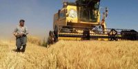تصمیم فوری وزارت کشاورزی درباره قیمت گندم/ قیمت خرید تضمینی پس از حذف ارز ترجیحی