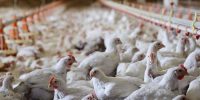 شرکت پشتیبانی امور دام برای تامین نهاده و خرید مرغ مازاد اقدام کند