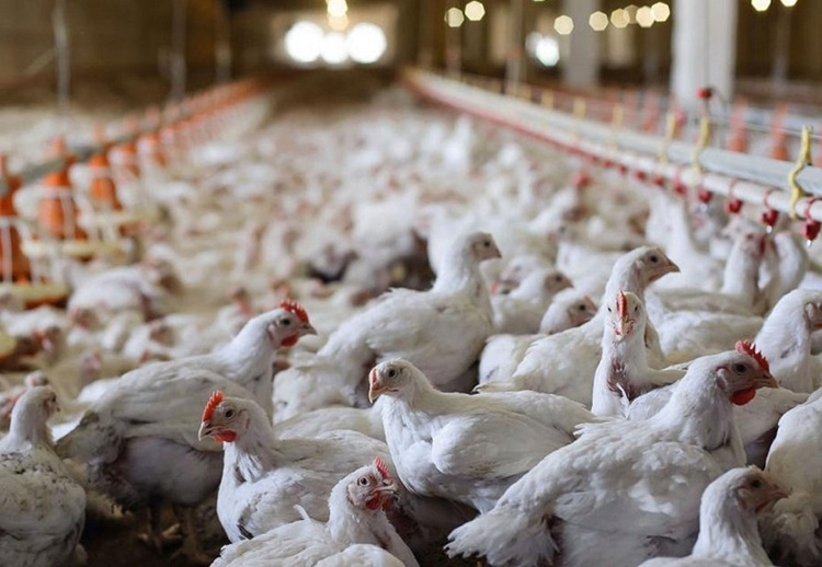 شرکت پشتیبانی امور دام برای تامین نهاده و خرید مرغ مازاد اقدام کند